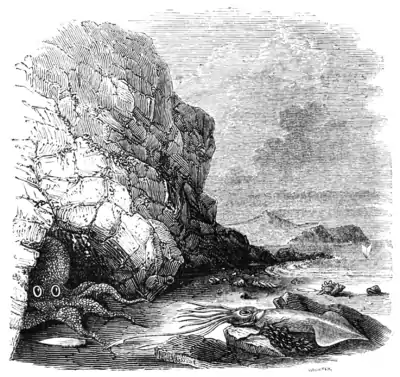 Natural History - Mollusca - Poulpe and Calamary.png