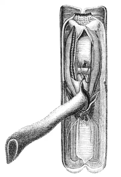 Natural History - Mollusca - Solen.png