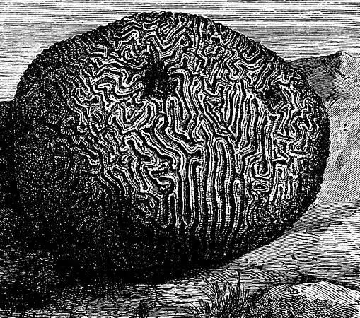 PSM V01 D274 Brain coral.jpg