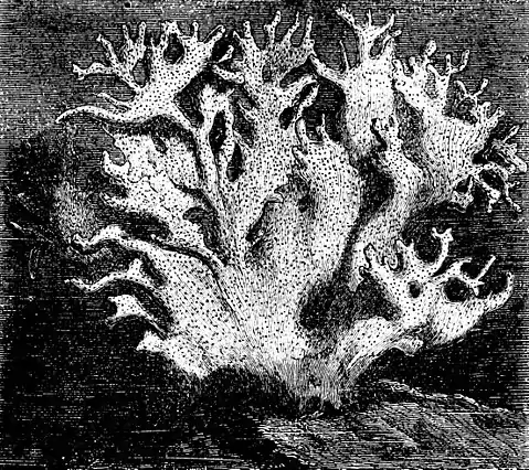 PSM V01 D276 Millipores.jpg