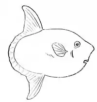 PSM V11 D549 Sunfish.jpg