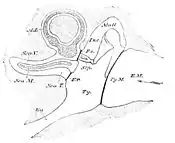 PSM V13 D062 The ear canal.jpg
