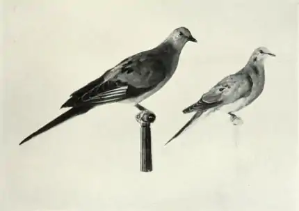 Page The Passenger Pigeon - Mershon djvu 188 - Comparative size of pigeon and dove.png