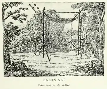 Page The Passenger Pigeon - Mershon djvu 254 - Pigeon net.png
