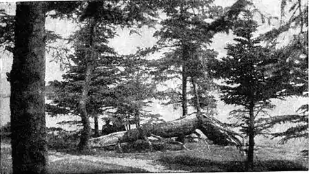 Pg105--Love in Idleness.jpg