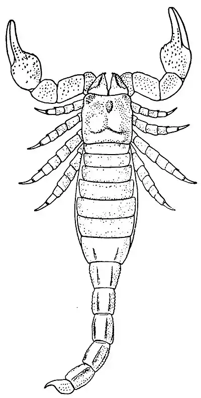 Pocock, The Scottish Silurian Scorpion fig. 1.jpg