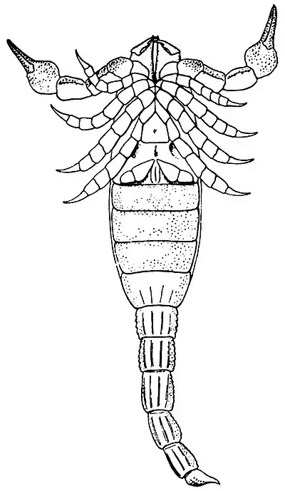 Pocock, The Scottish Silurian Scorpion fig. 3.jpg