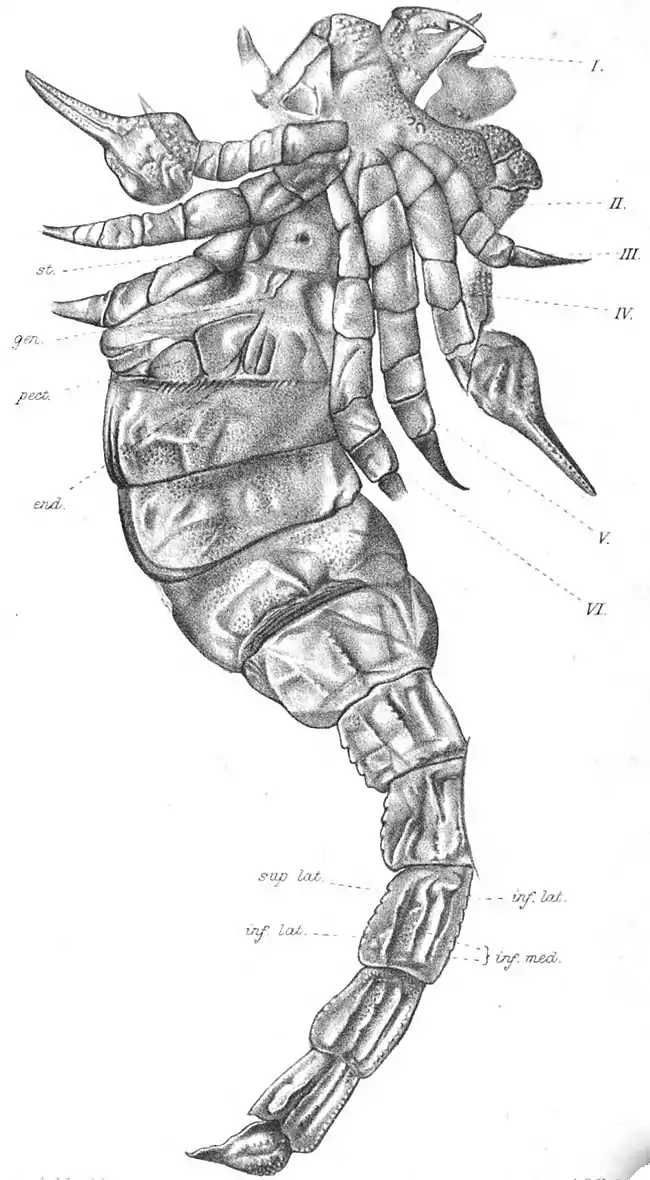 Pocock, The Scottish Silurian Scorpion pl. 19.jpg
