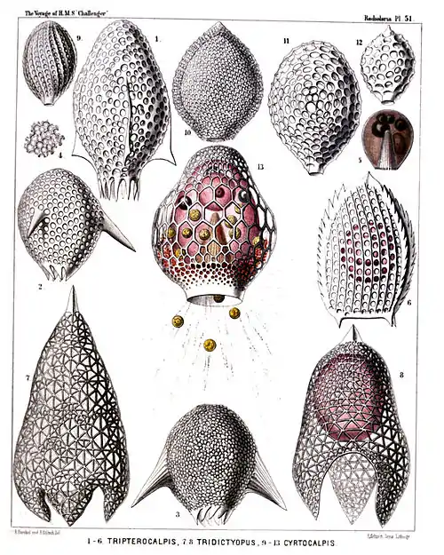 Plate 51.