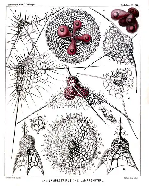 Plate 60.