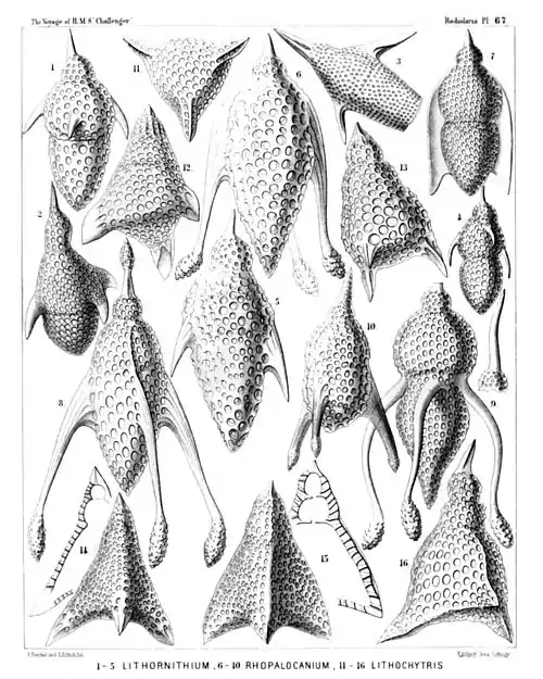 Plate 67.