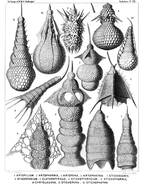 Plate 75.