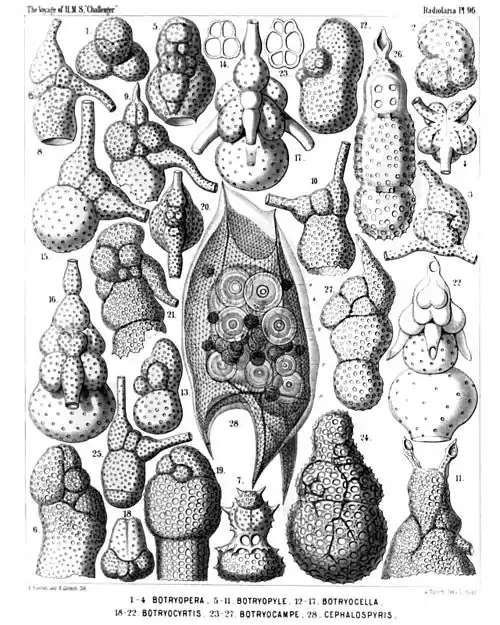 Plate 96.