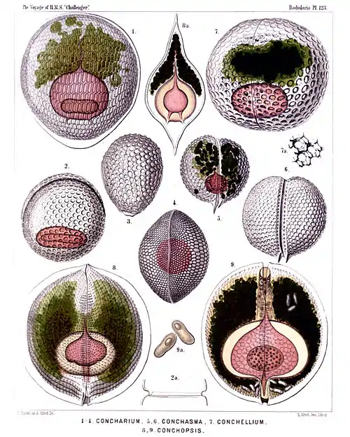 Plate 123.