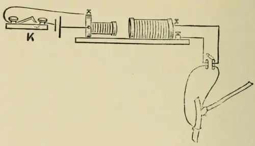 Researches on Irritability of Plants, fig. 11.png