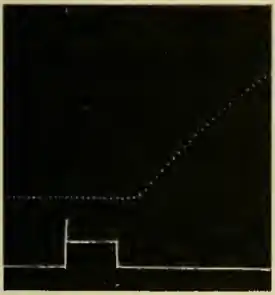 Researches on Irritability of Plants, fig. 20.png