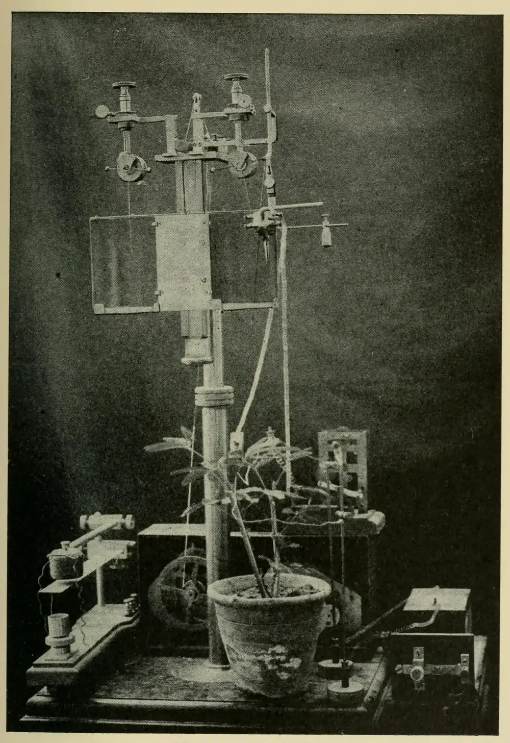 Researches on Irritability of Plants, fig. 32.png