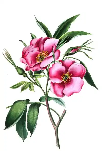 TheRomanceOfNature 0149.jpg