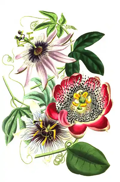 TheRomanceOfNature 0210.jpg