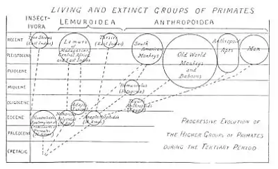The American Indian Fig 98.jpg