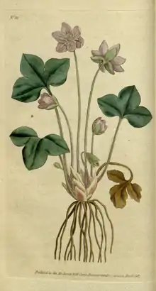 The Botanical Magazine, Plate 10 (Volume 1, 1787).png