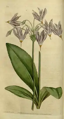 The Botanical Magazine, Plate 12 (Volume 1, 1787).png