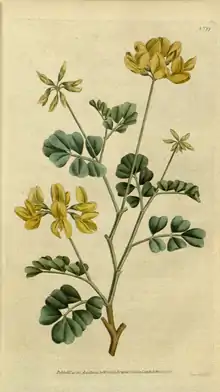 The Botanical Magazine, Plate 13 (Volume 1, 1787).png
