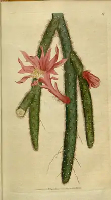 The Botanical Magazine, Plate 17 (Volume 1, 1787).png