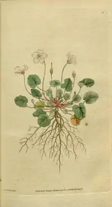 The Botanical Magazine, Plate 18 (Volume 1, 1787).png