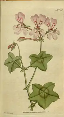 The Botanical Magazine, Plate 20 (Volume 1, 1787).png