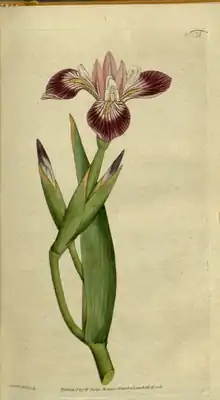 The Botanical Magazine, Plate 21 (Volume 1, 1787).png