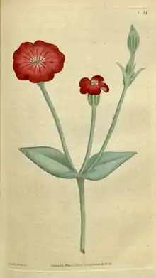 The Botanical Magazine, Plate 24 (Volume 1, 1787).png