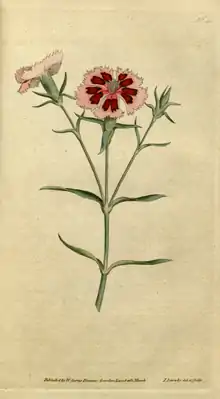 The Botanical Magazine, Plate 25 (Volume 1, 1787).png