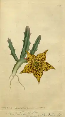 The Botanical Magazine, Plate 26 (Volume 1, 1787).png