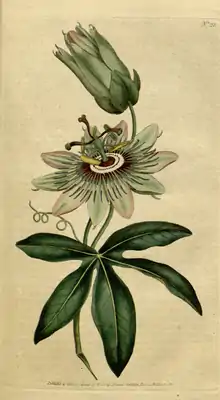 The Botanical Magazine, Plate 28 (Volume 1, 1787).png