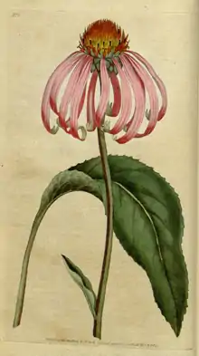 The Botanical Magazine, Plate 2 (Volume 1, 1787).png