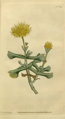 The Botanical Magazine, Plate 32 (Volume 1, 1787).png