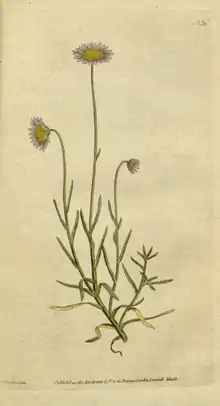 The Botanical Magazine, Plate 33 (Volume 1, 1787).png