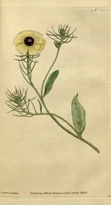 The Botanical Magazine, Plate 35 (Volume 1, 1787).png