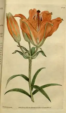 The Botanical Magazine, Plate 36 (Volume 1, 1787).png