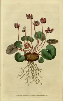 The Botanical Magazine, Plate 4 (Volume 1, 1787).png