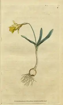 The Botanical Magazine, Plate 6 (Volume 1, 1787).png