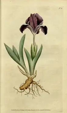 The Botanical Magazine, Plate 9 (Volume 1, 1787).png