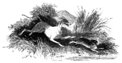 The Mabinogion page 523.png