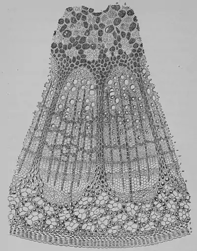 The Oak (Marshall Ward) Fig 12.jpg