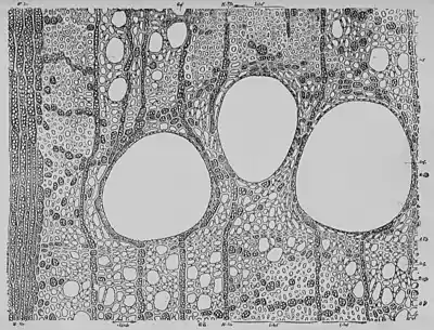The Oak (Marshall Ward) Fig 13.jpg