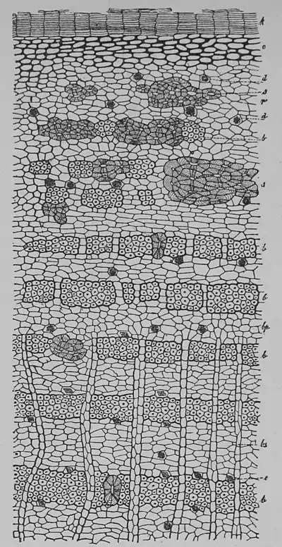 The Oak (Marshall Ward) Fig 17.jpg