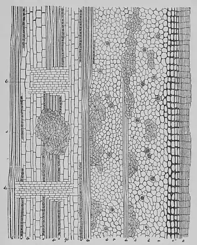 The Oak (Marshall Ward) Fig 18.jpg