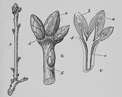 The Oak (Marshall Ward) Fig 19.jpg