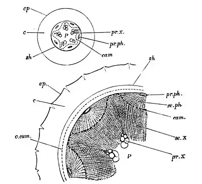 The Oak (Marshall Ward) Fig 24.jpg